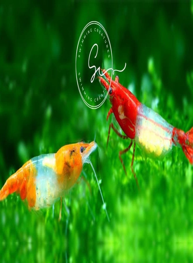 روبيان نيوكاريدينا الممتاز من Swimming Creatures™ - مزيج لوني ثنائي ممتع لحوض أسماك نابض بالحياة (5 روبيان أحمر، 5 روبيان برتقالي) - Image 1